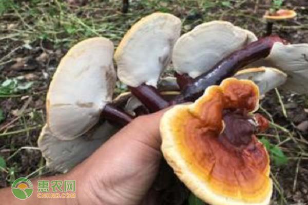 灵芝的种植方法-图片版权归惠农网所有