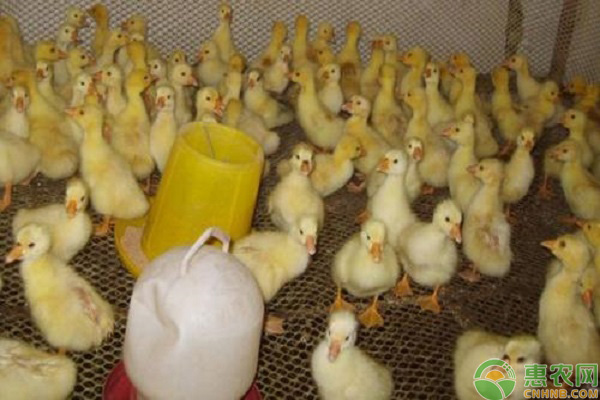 雏鹅的饲养与管理要点-图片版权归惠农网所有