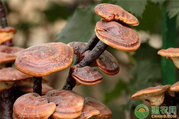 南方地区灵芝种植的气候适应性分析-图片版权归惠农网所有