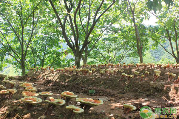 南方地区灵芝种植的气候适应性分析-图片版权归惠农网所有