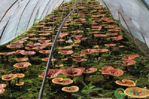 南方地区灵芝种植的气候适应性分析-图片版权归惠农网所有
