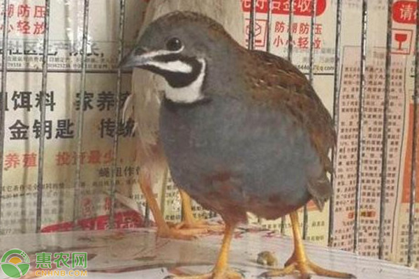 芦丁鸡的家庭饲养方法-图片版权归惠农网所有