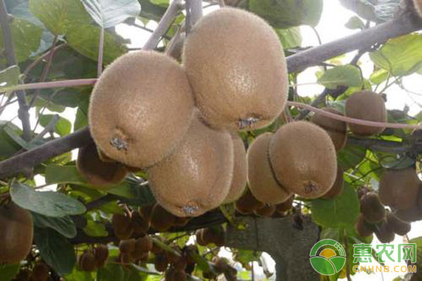 猕猴桃种植技术，猕猴桃的最佳栽培时间你知道吗-图片版权归惠农网所有