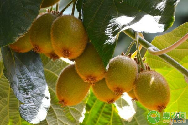 猕猴桃夏季修剪方法及注意事项-图片版权归惠农网所有