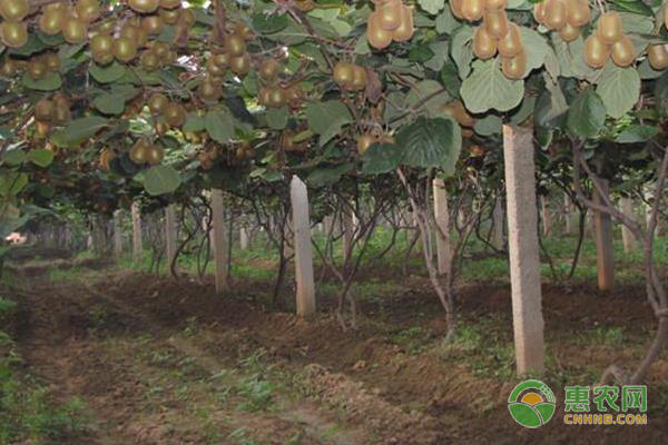 八月份猕猴桃科学管理要点-图片版权归惠农网所有