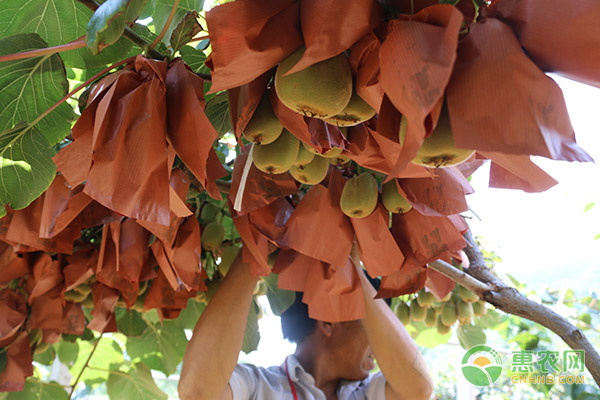 八月份猕猴桃科学管理要点-图片版权归惠农网所有