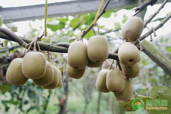 八月份猕猴桃科学管理要点-图片版权归惠农网所有