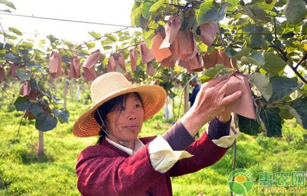 猕猴桃高产丰收种植管理方法-图片版权归惠农网所有