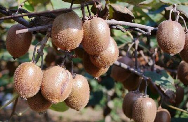 猕猴桃浇水 猕猴桃高产丰收种植管理方法-图片版权归惠农网所有