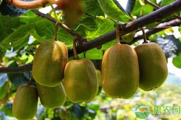 猕猴桃摘心 猕猴桃高产丰收种植管理方法-图片版权归惠农网所有
