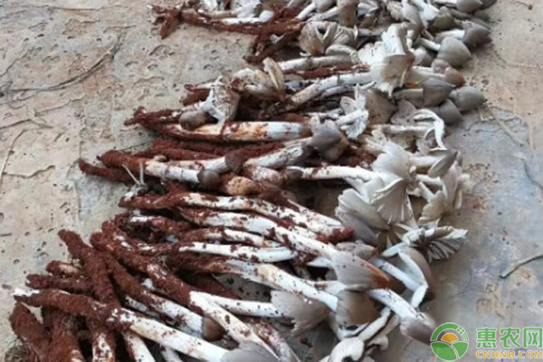 鸡枞菌人工种植方法-图片版权归惠农网所有