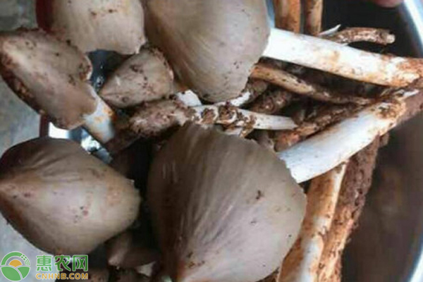 鸡枞菌人工种植方法-图片版权归惠农网所有