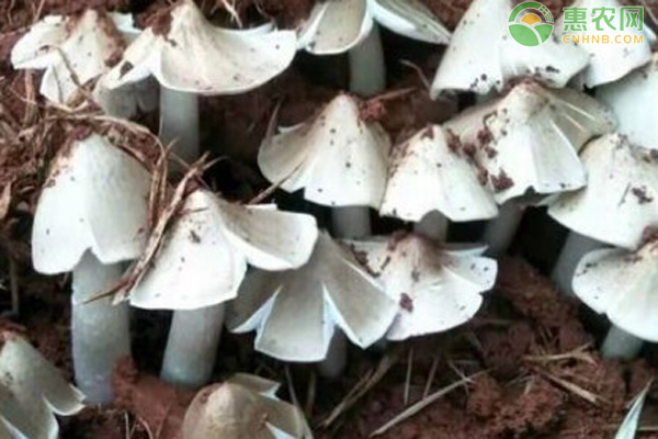 鸡枞菌人工种植方法-图片版权归惠农网所有