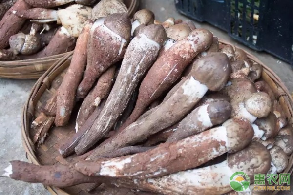 鸡枞菌的人工种植技术-图片版权归惠农网所有