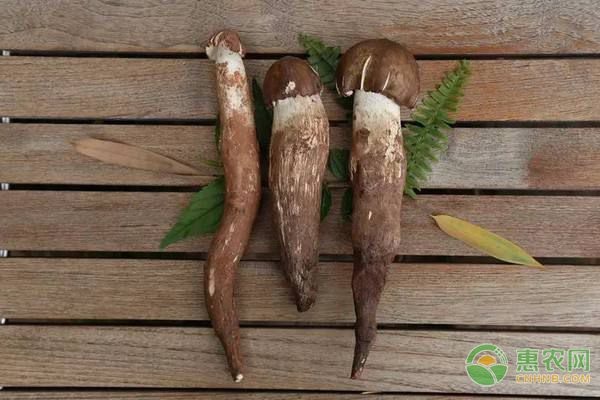 鸡枞菌的人工种植技术-图片版权归惠农网所有