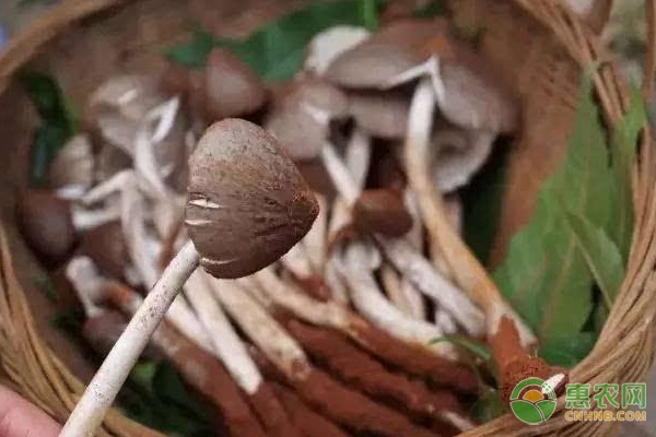 鸡枞菌的人工种植技术-图片版权归惠农网所有