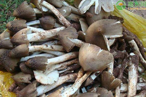 鸡枞菌种植栽培技术-图片版权归惠农网所有