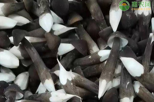 鸡枞菌种植栽培技术-图片版权归惠农网所有