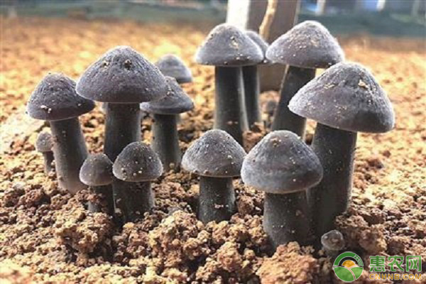 鸡枞菌的种植技术 鸡枞菌的种植技术-图片版权归惠农网所有