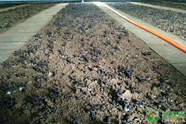 鸡枞菌的种植要点 鸡枞菌的种植技术-图片版权归惠农网所有