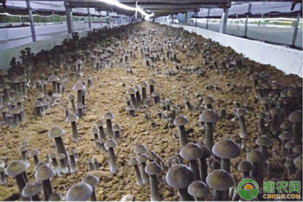 鸡枞菌 鸡枞菌的种植技术-图片版权归惠农网所有