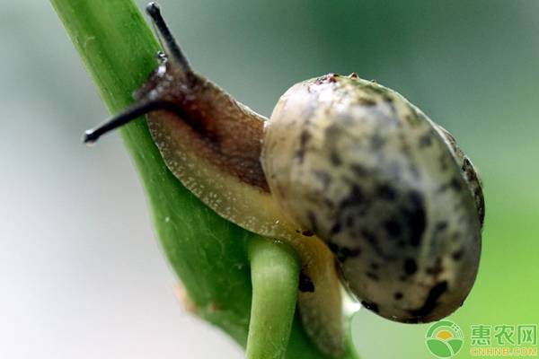 养殖蜗牛的几个注意事项，想养好的朋友赶紧看！-图片版权归惠农网所有