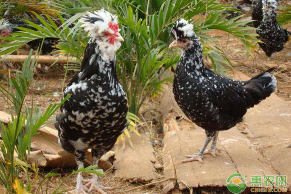 家禽养殖：家禽疾病特点有哪些？如何用药？-图片版权归惠农网所有