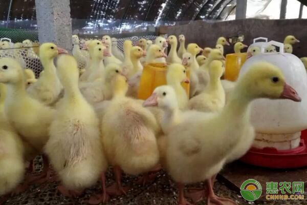 春季家禽疾病预防和治理措施-图片版权归惠农网所有