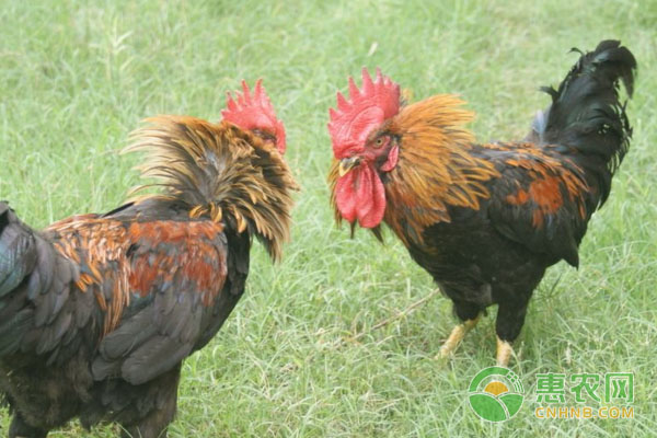 家禽兽药组方治疾病（建议收藏！）-图片版权归惠农网所有