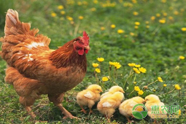 怎么治疗家禽的肠炎、肠毒、气囊炎等疾病？-图片版权归惠农网所有