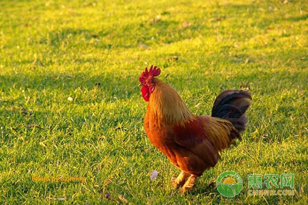 怎么治疗家禽的肠炎、肠毒、气囊炎等疾病？-图片版权归惠农网所有