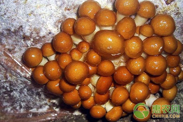 滑菇的栽培技术-图片版权归惠农网所有