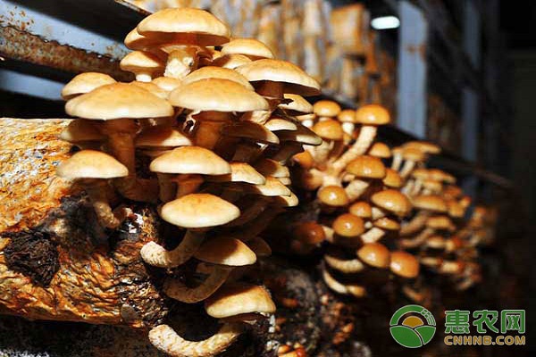 滑菇的栽培技术-图片版权归惠农网所有