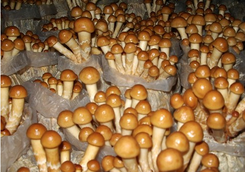 滑菇霉菌污染的综合防治措施-图片版权归惠农网所有