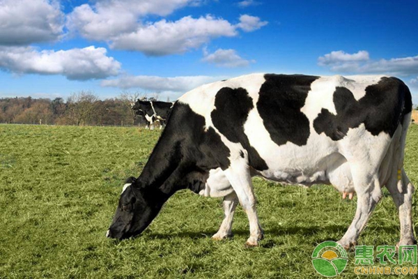 如何挑选奶牛？奶牛养殖品种选择方法要点-图片版权归惠农网所有