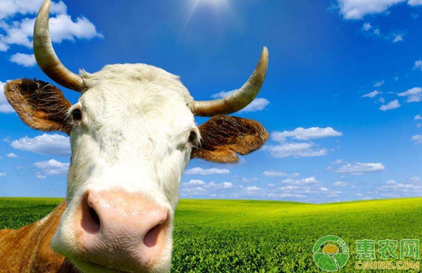 如何挑选奶牛？奶牛养殖品种选择方法要点-图片版权归惠农网所有
