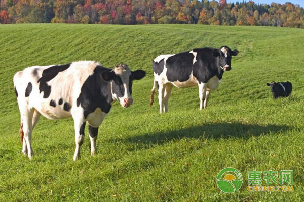 奶牛养殖：早春时节，奶牛催奶小技巧-图片版权归惠农网所有
