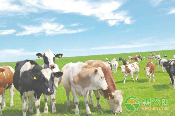 奶牛养殖：早春时节，奶牛催奶小技巧-图片版权归惠农网所有