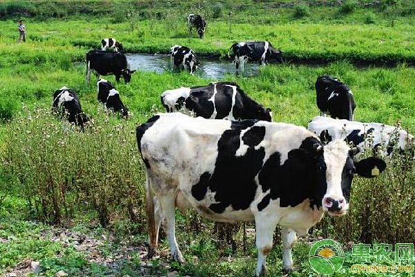夏季奶牛高产饲养管理要点-图片版权归惠农网所有