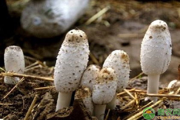 鸡腿菇该如何种植?发酵料栽培鸡腿菇高产技术简介-图片版权归惠农网所有