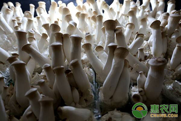 杏鲍菇栽培管理技术及注意事项-图片版权归惠农网所有