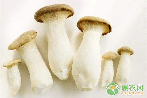 杏鲍菇栽培管理技术及注意事项-图片版权归惠农网所有