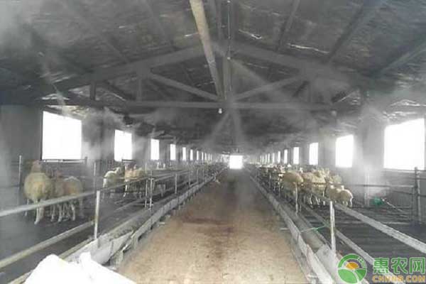 养驴如何驱虫?养驴的驱虫方法介绍-图片版权归惠农网所有