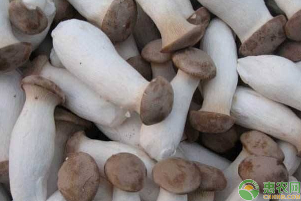 如何控制好杏鲍菇出菇时间？浅谈杏鲍菇高产高效栽培技巧-图片版权归惠农网所有