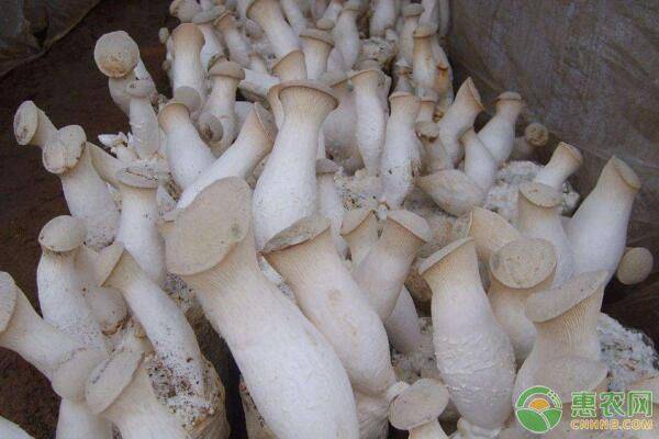 杏鲍菇的高产栽培管理技术-图片版权归惠农网所有