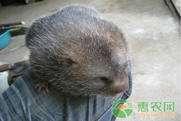 如何提高竹鼠繁殖率？竹鼠高效繁殖技术要点-图片版权归惠农网所有