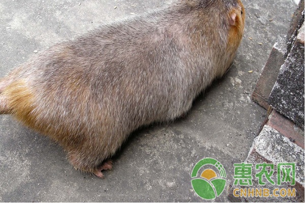 如何提高竹鼠繁殖率？竹鼠高效繁殖技术要点-图片版权归惠农网所有