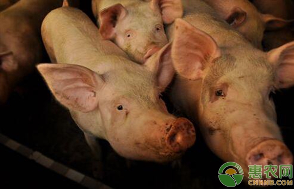 猪流感的发病症状及与其他疾病的区分-图片版权归惠农网所有