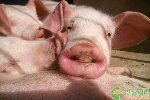 猪流感的发病症状及与其他疾病的区分-图片版权归惠农网所有