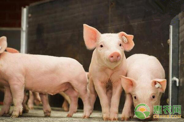 日常巡查猪舍都查什么？猪群哪些状况需要重点关注？-图片版权归惠农网所有